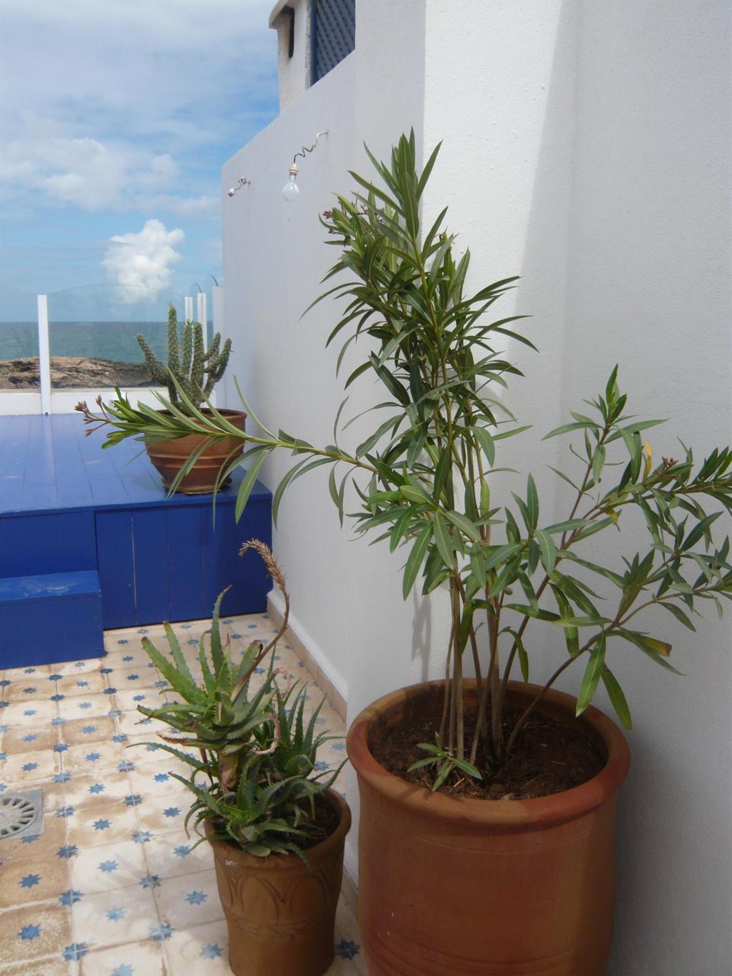 Hotel La Fontaine Bleue Essaouira Exterior foto